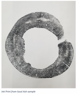 ink print from local ash tree