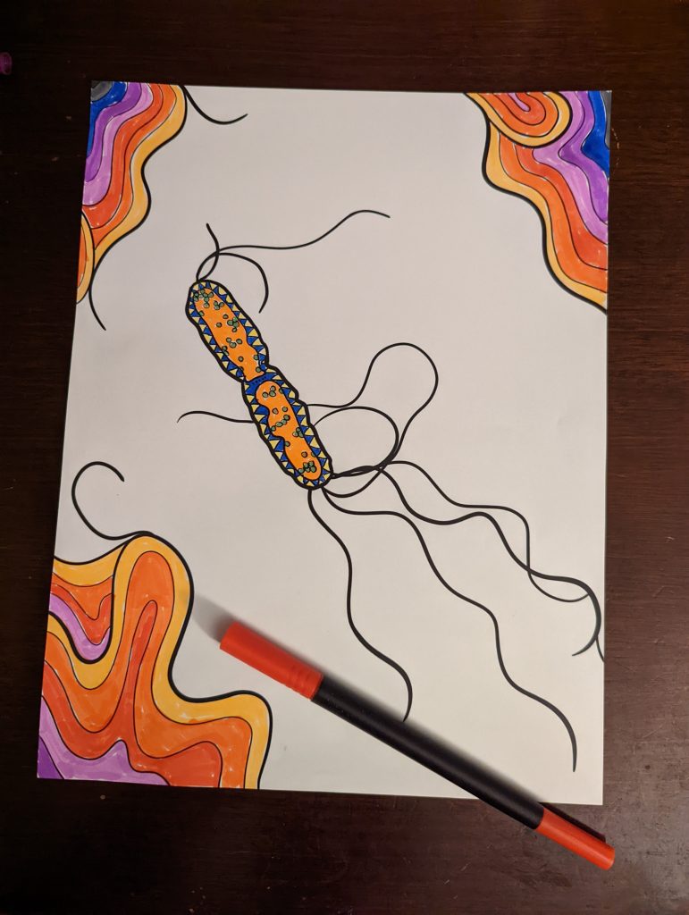 Salmonella enterica