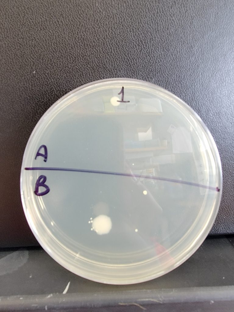 Petri Dish 01
