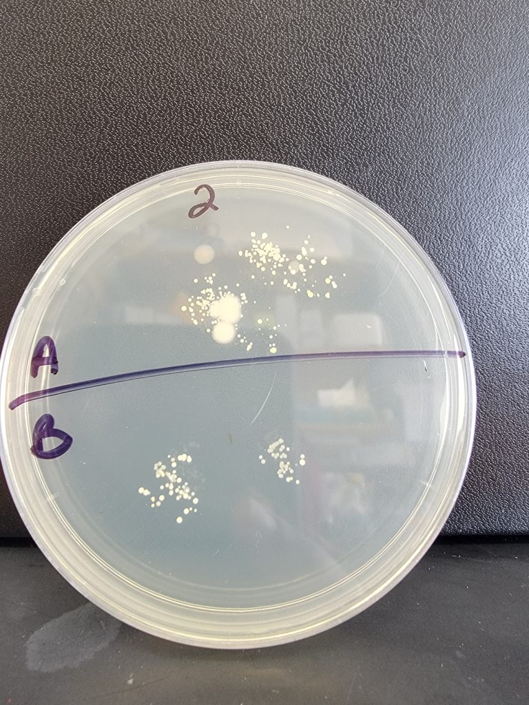 Petri Dish 02