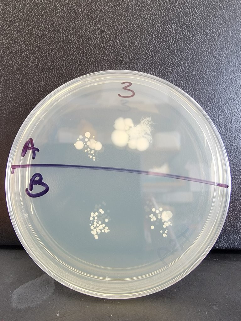 Petri Dish 03
