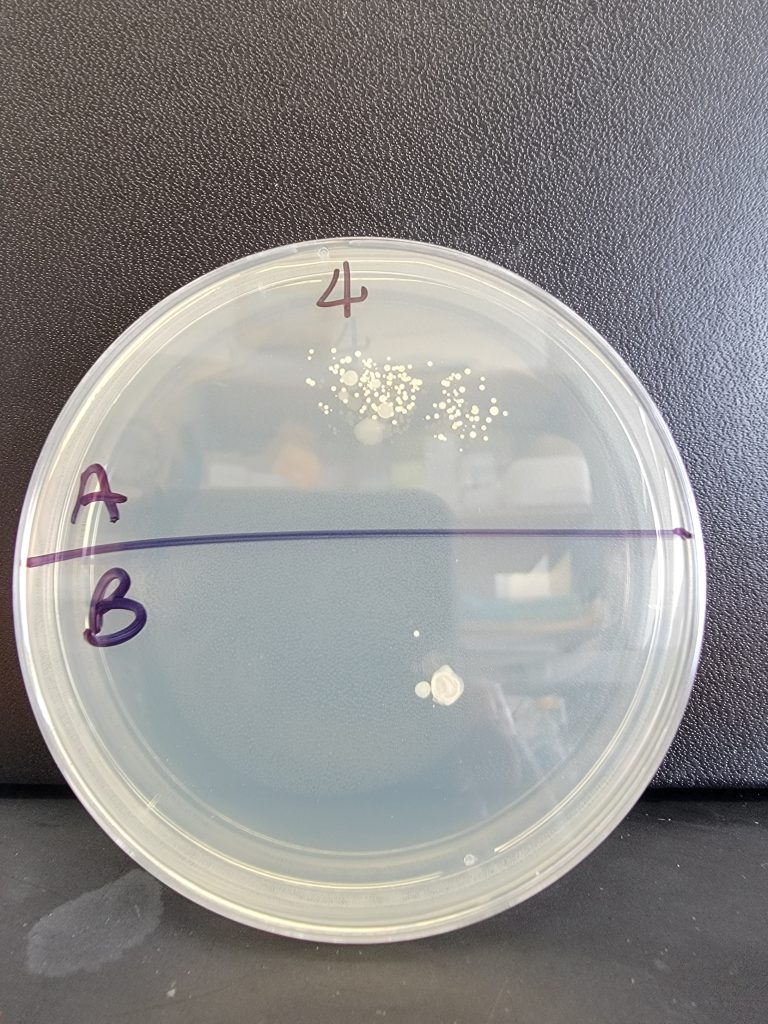 Petri Dish 04