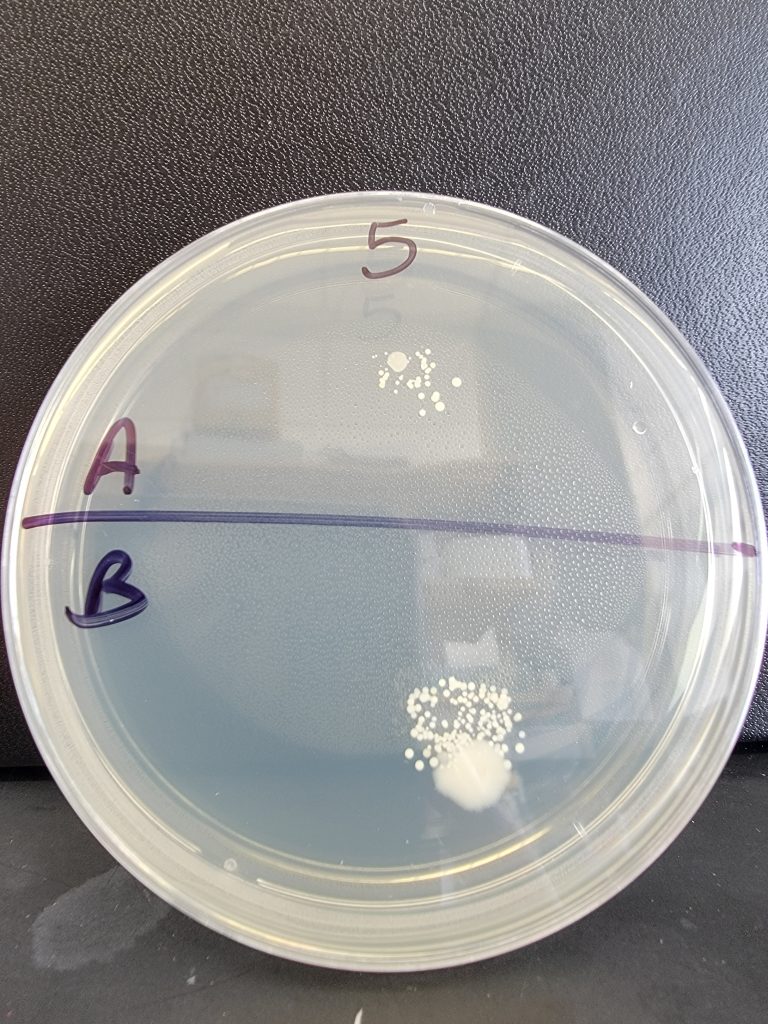 Petri Dish 05