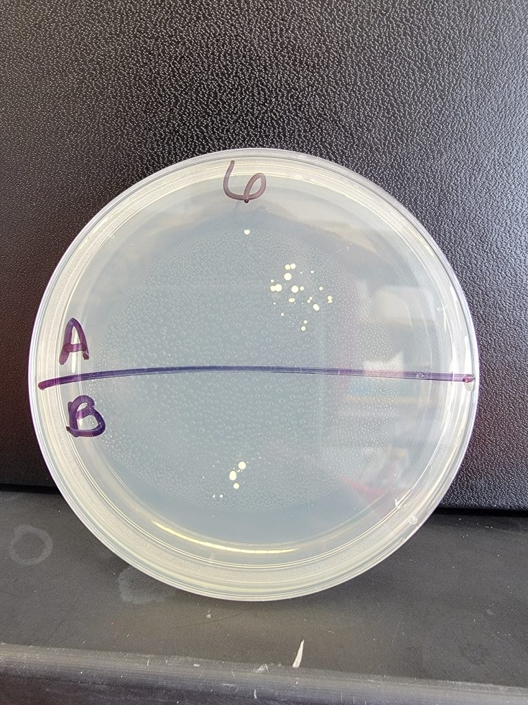 Petri Dish 06