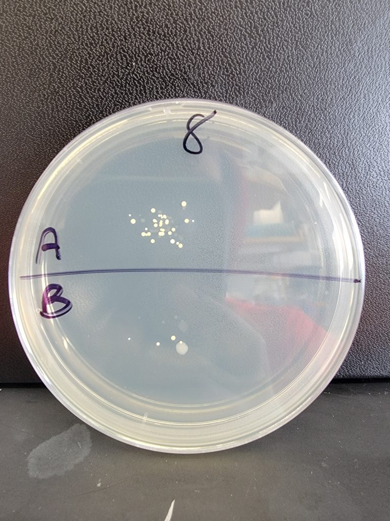 Petri Dish 08