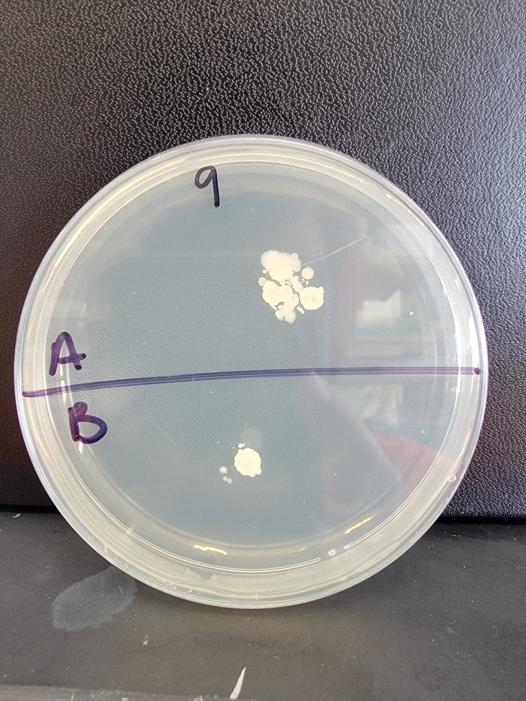 Petri Dish 09
