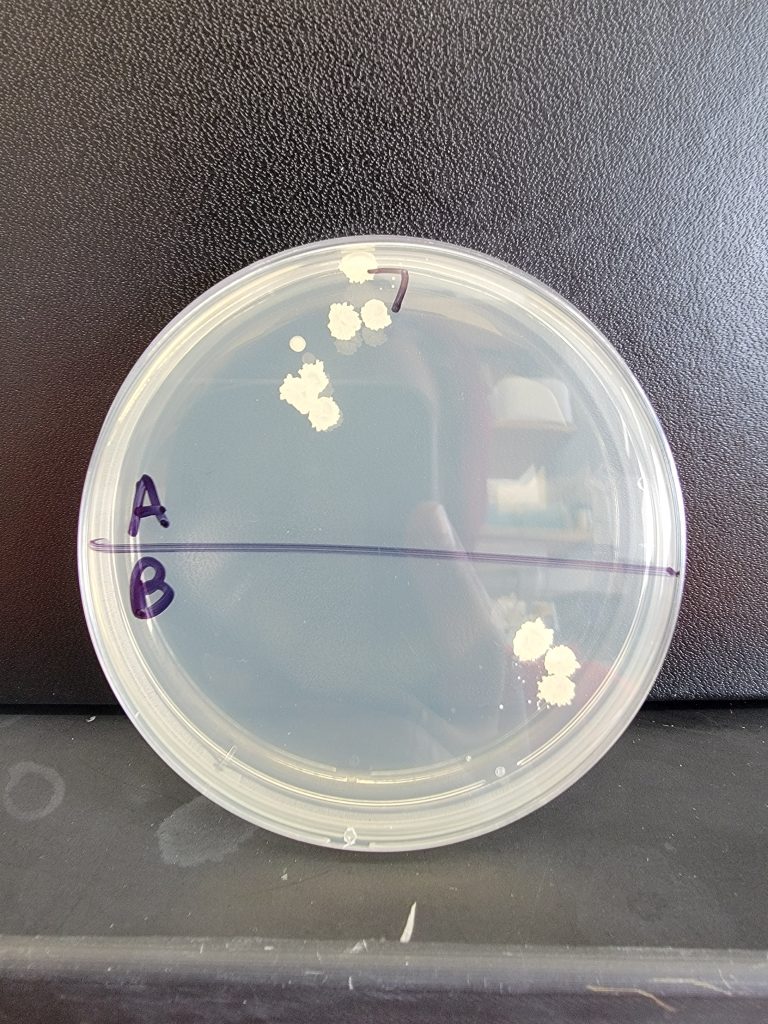 Petri Dish 07