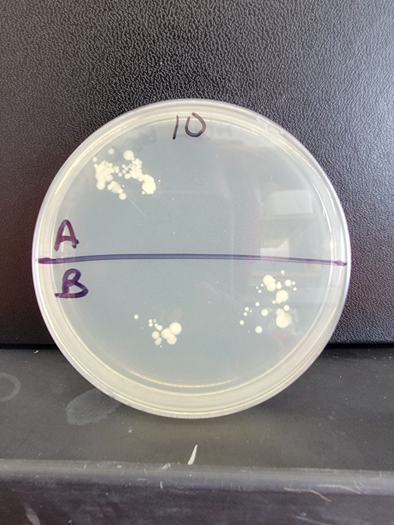 Petri Dish 10