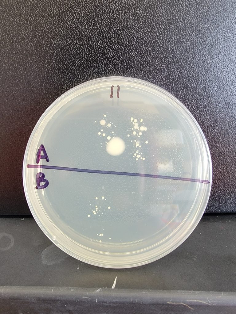Petri Dish 11