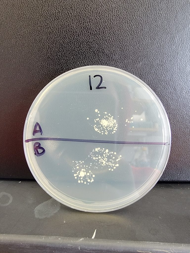 Petri Dish 12