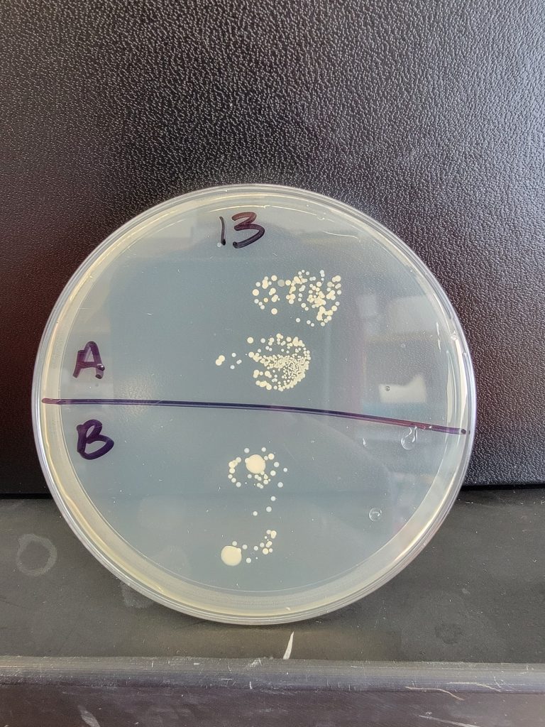 Petri Dish 13