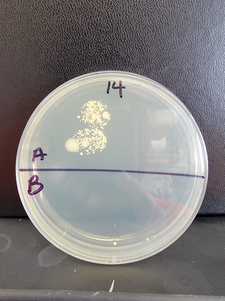 Petri Dish 14