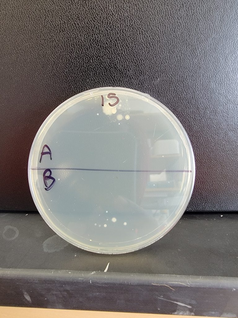 Petri Dish 15
