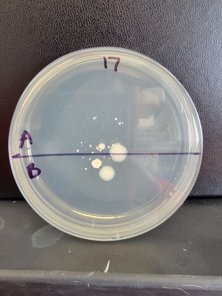 Petri Dish 17