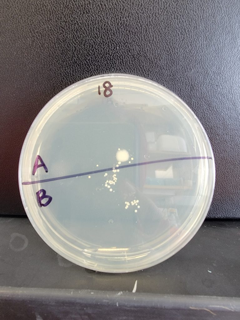 Petri Dish 18