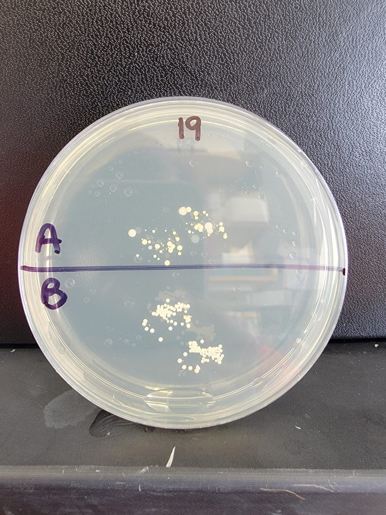 Petri Dish 19
