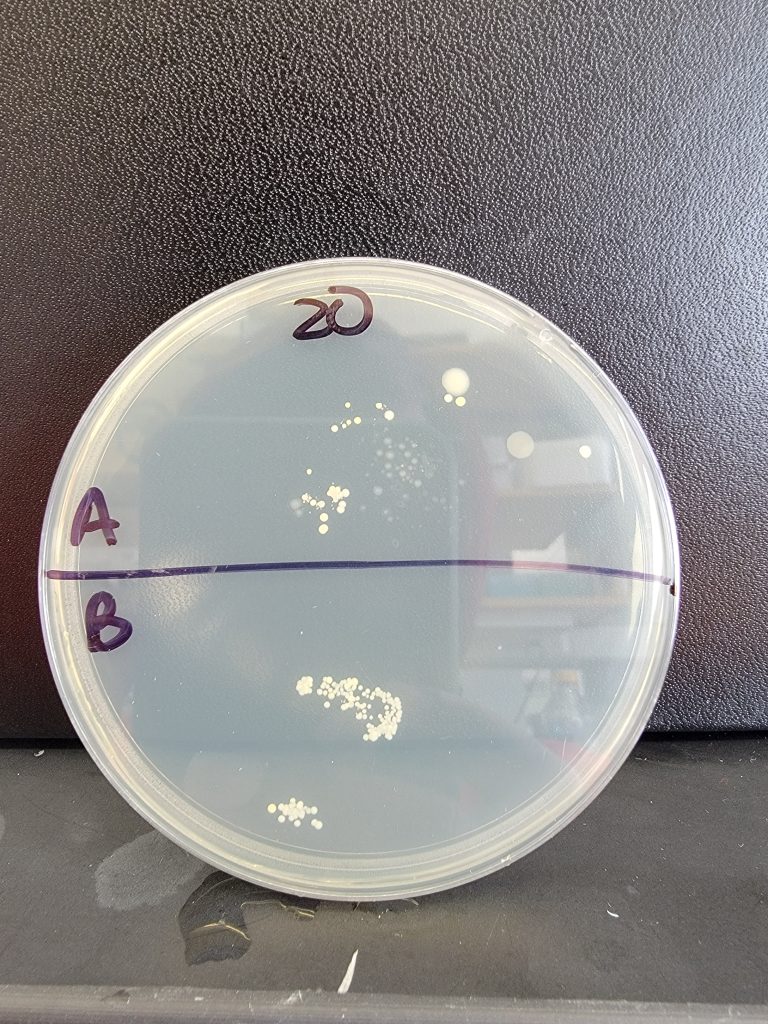 Petri Dish 20