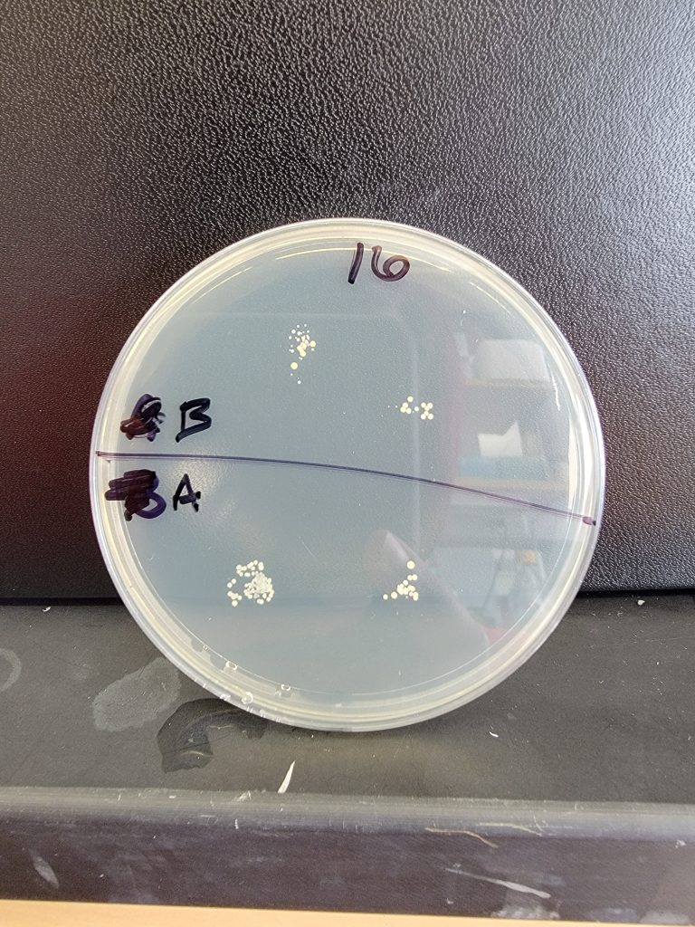 Petri Dish 16
