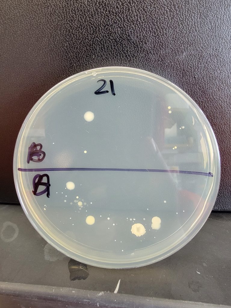 Petri Dish 21