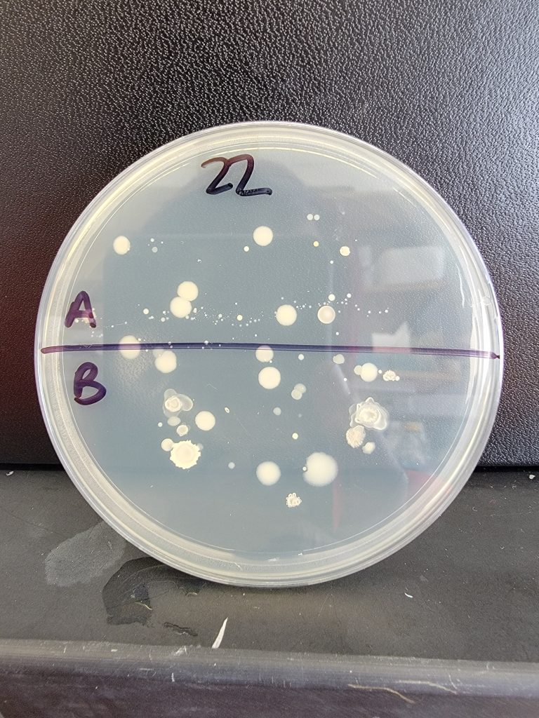 Petri Dish 22