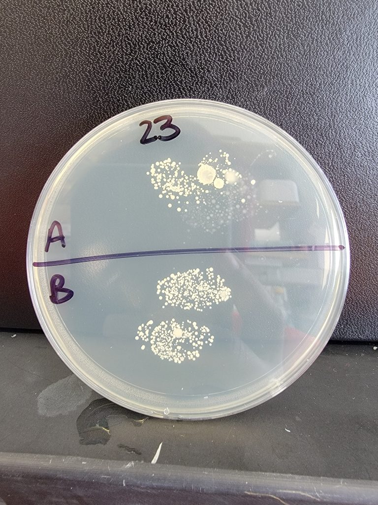 Petri Dish 23