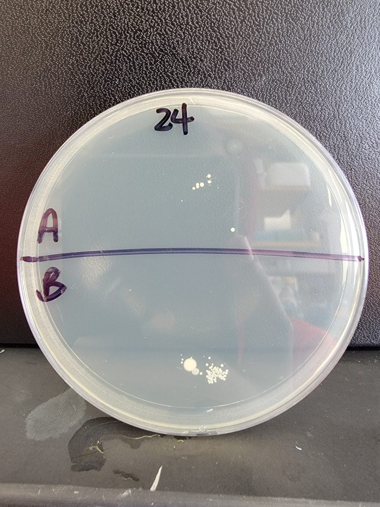 Petri Dish 24