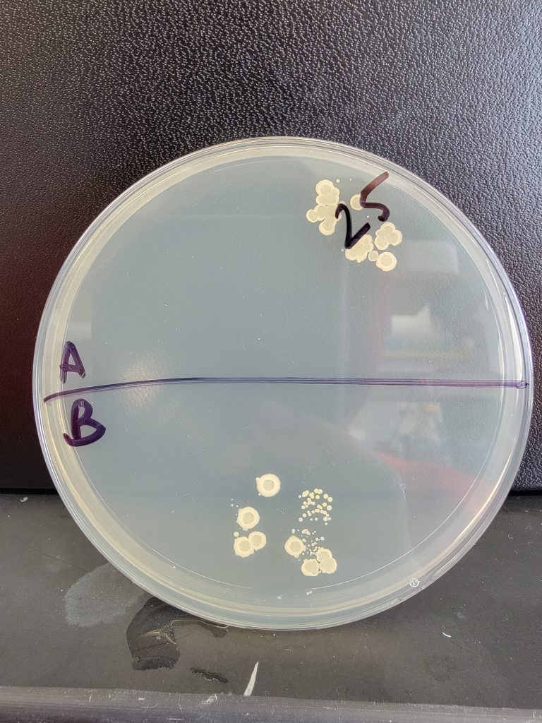 Petri Dish 25