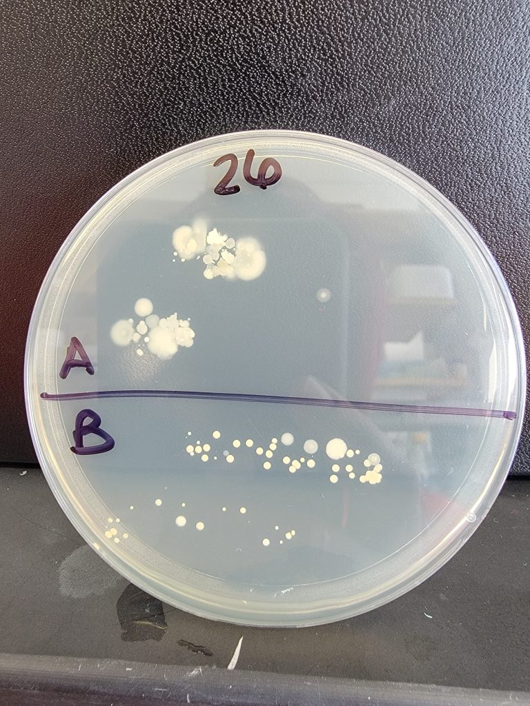 Petri Dish 26