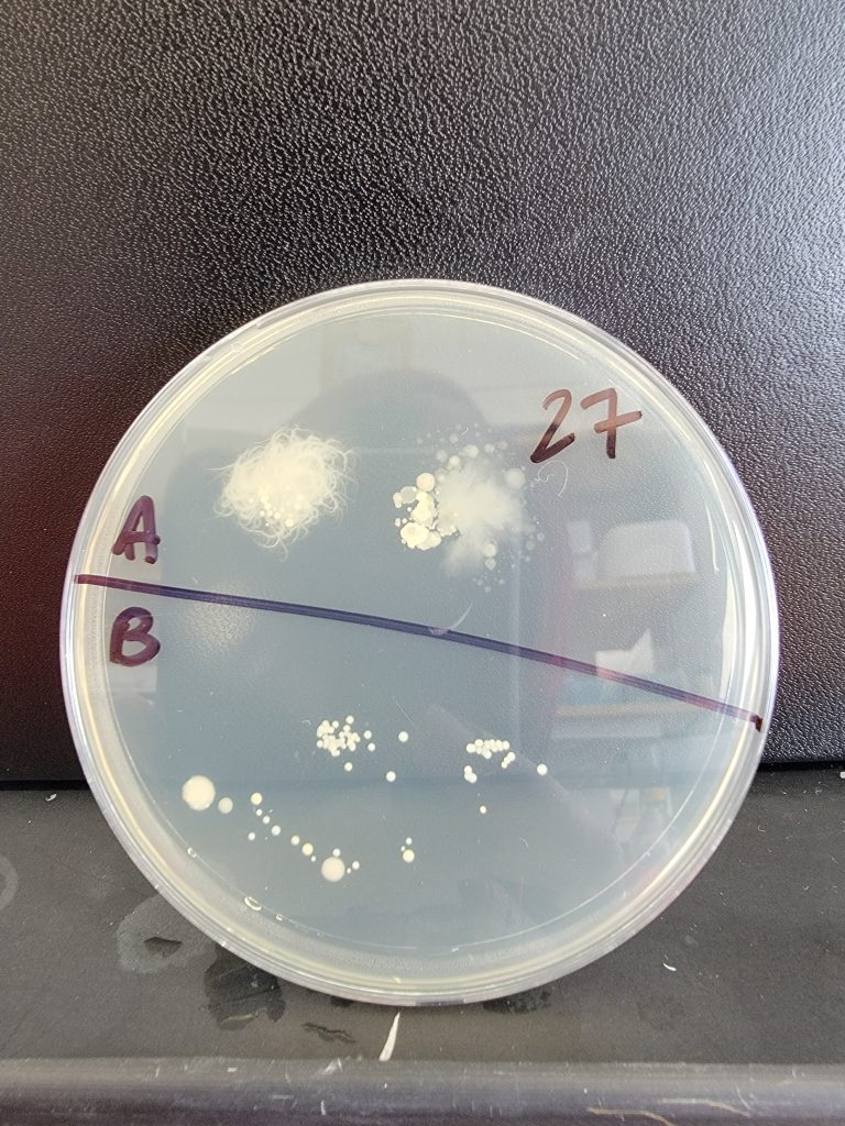 Petri Dish 27