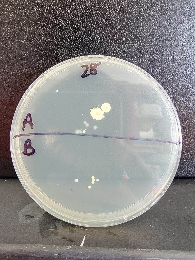 Petri Dish 28