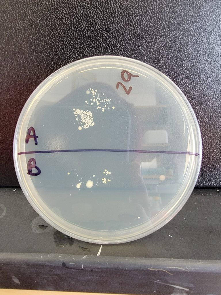 Petri Dish 29