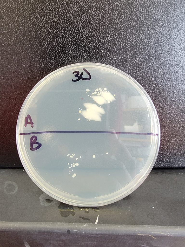Petri Dish 30