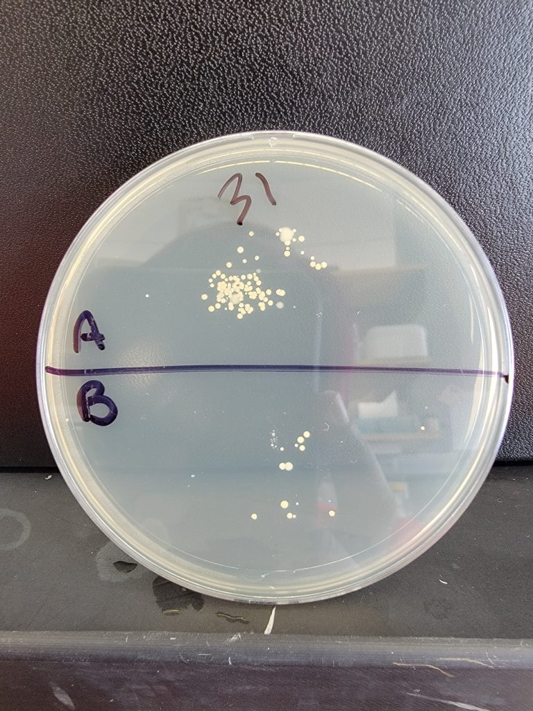 Petri Dish 31