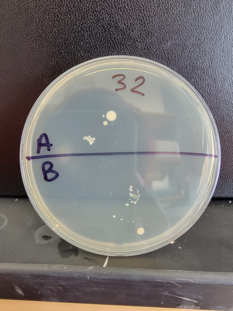 Petri Dish 32