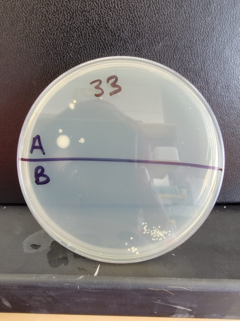 Petri Dish 33