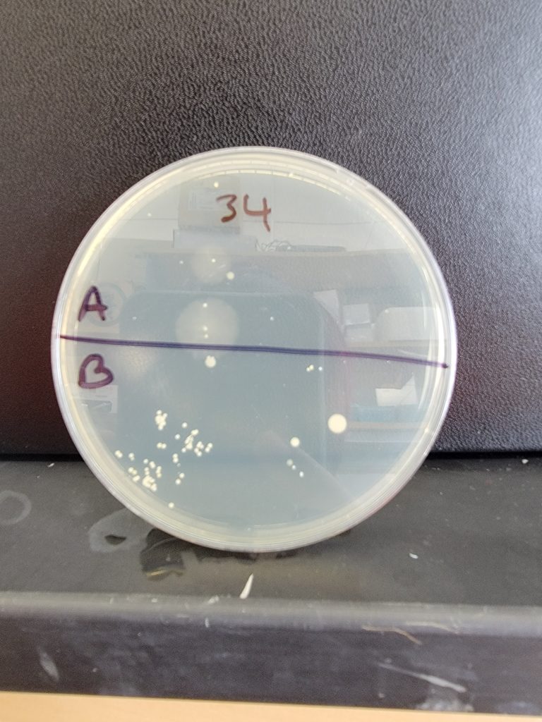 Petri Dish 34