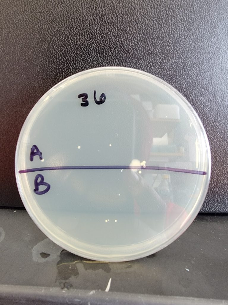 Petri Dish 36