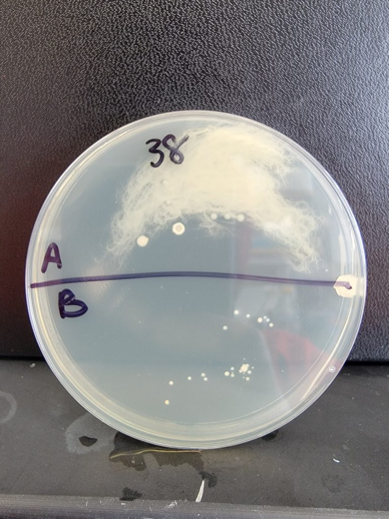 Petri Dish 38