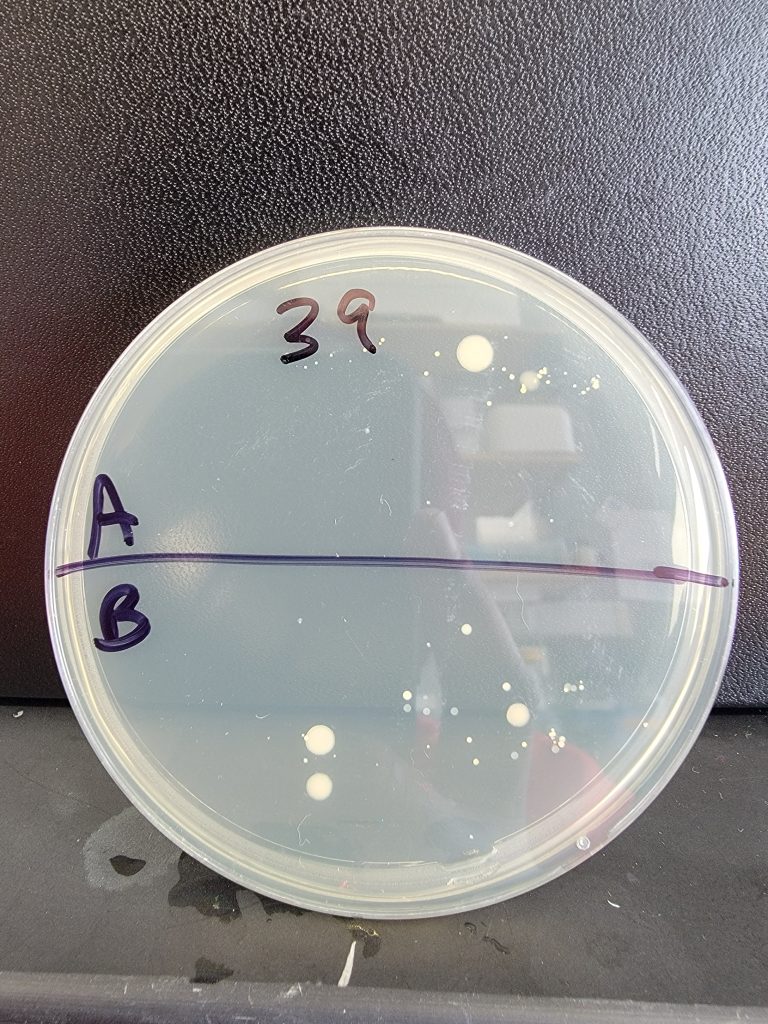 Petri Dish 39