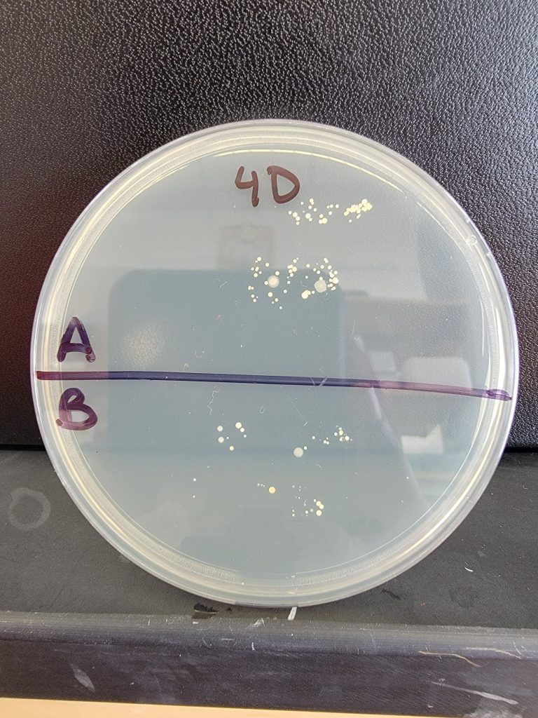 Petri Dish 40