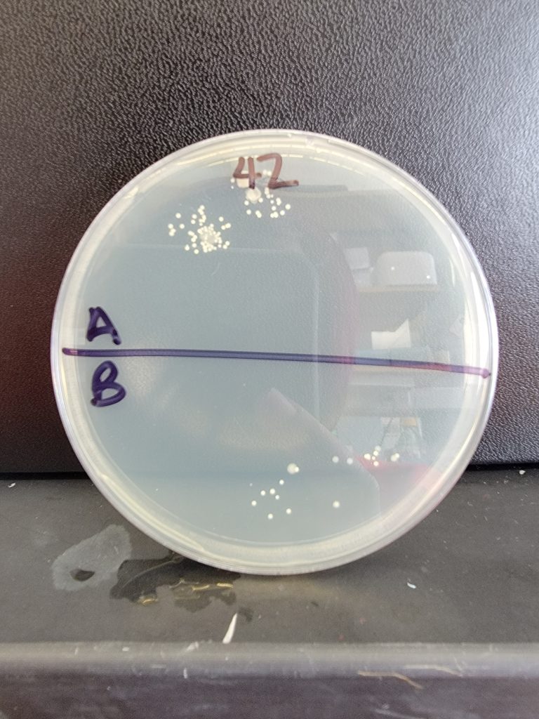 Petri Dish 42