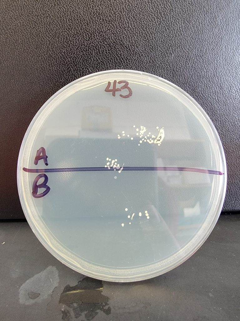 Petri Dish 43