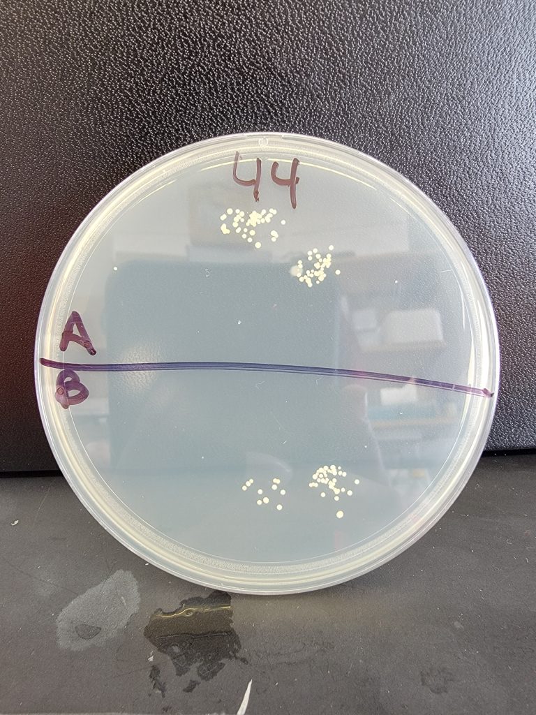 Petri Dish 44