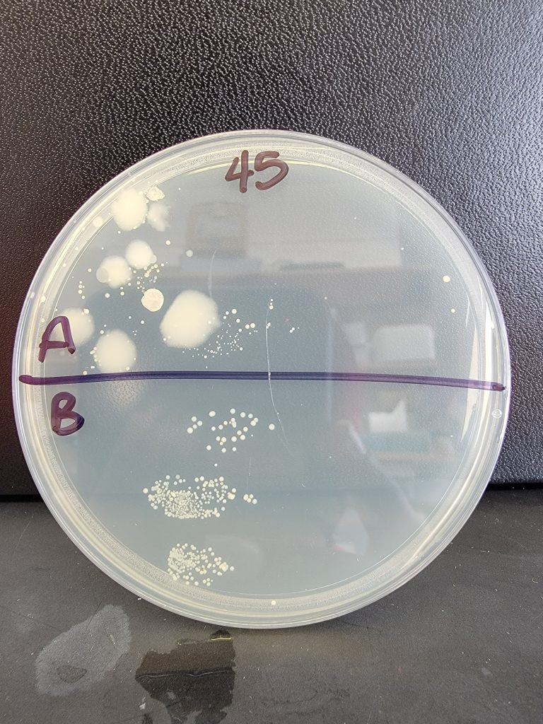 Petri Dish 45