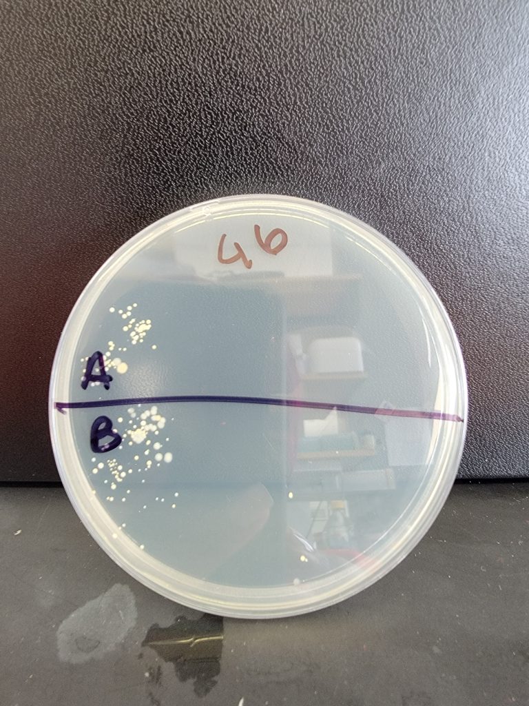 Petri Dish 46