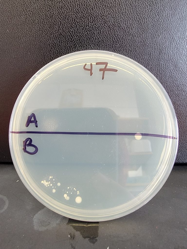 Petri Dish 47
