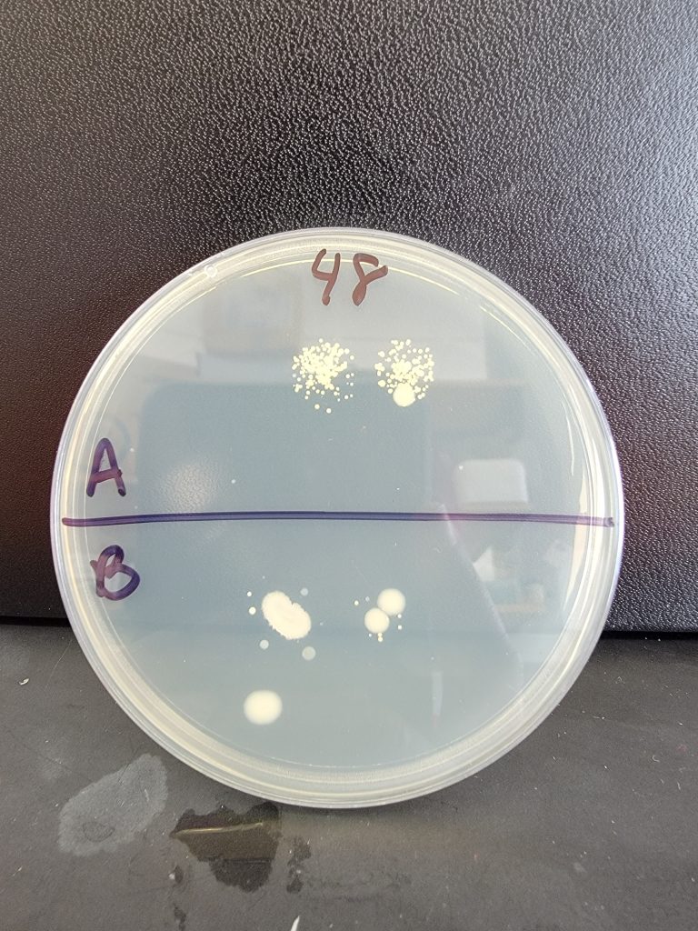 Petri Dish 48