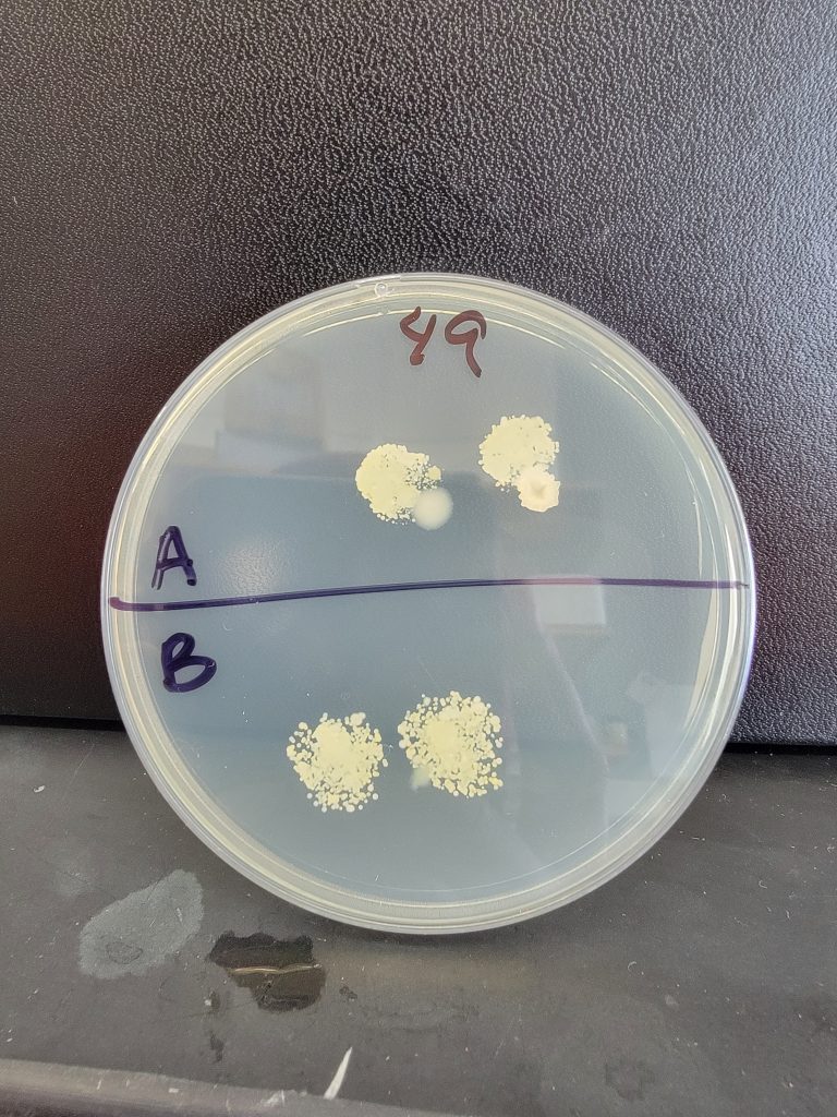 Petri Dish 49