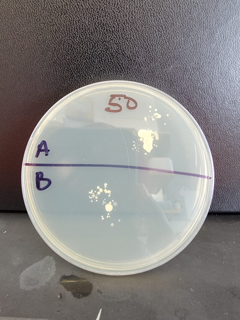 Petri Dish 50