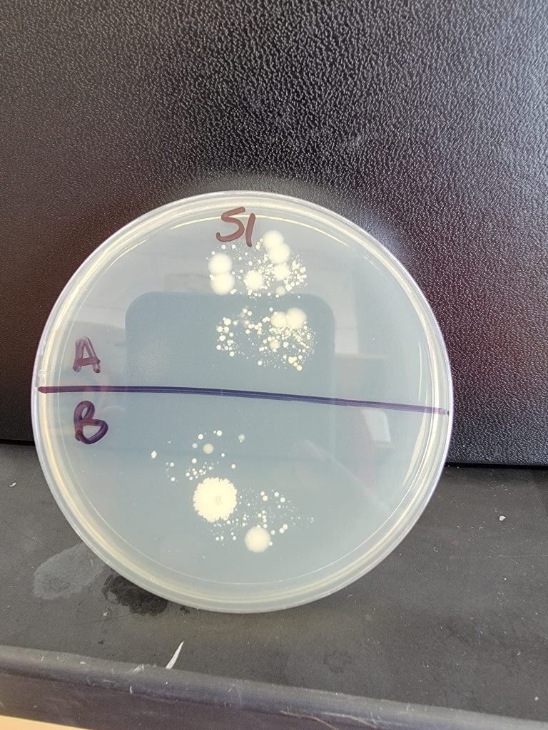 Petri Dish 51